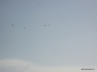 lle del Simeto-24-02-2013 10-37-06